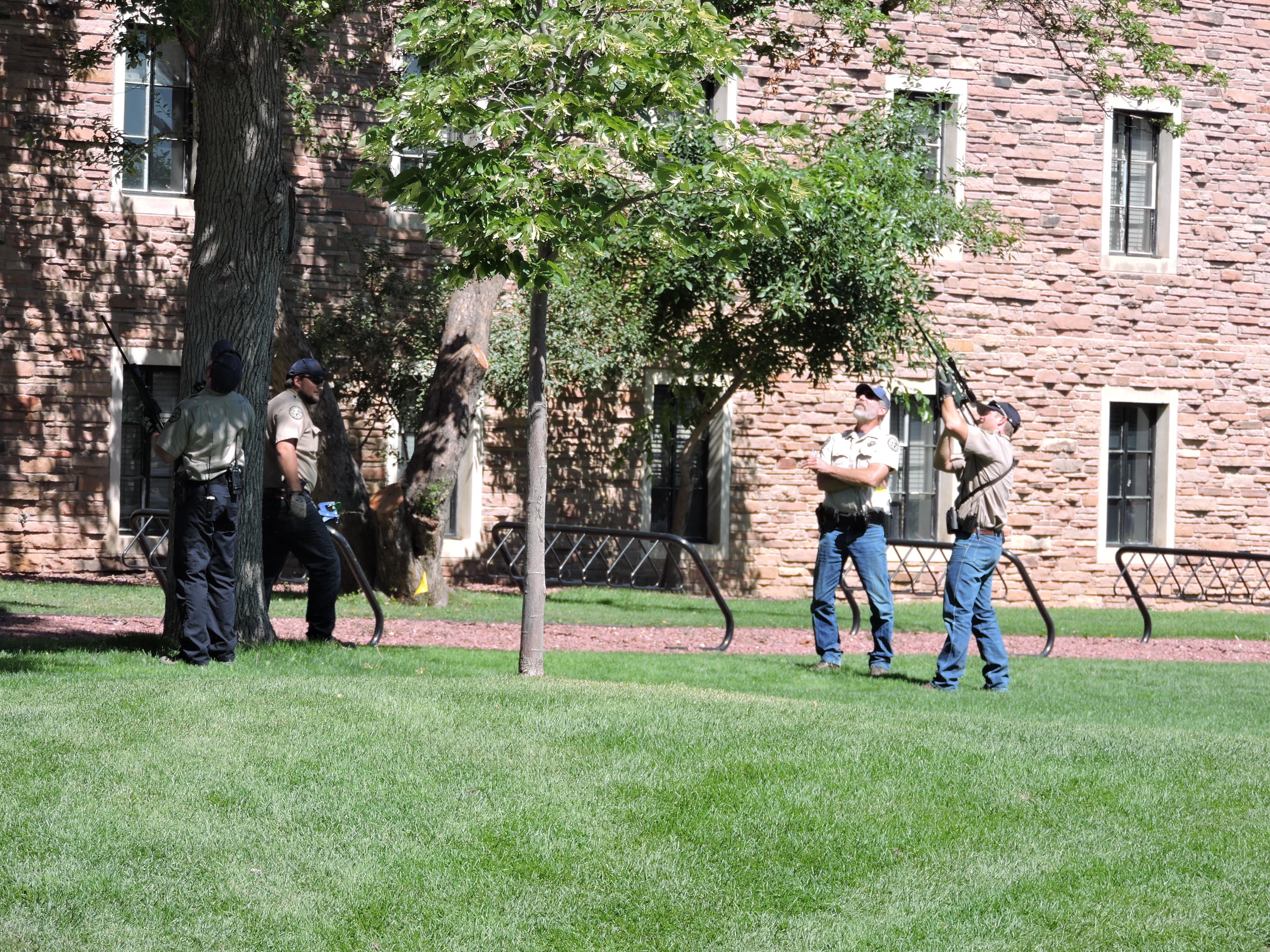 Bear at CU Boulder July 10th 2015