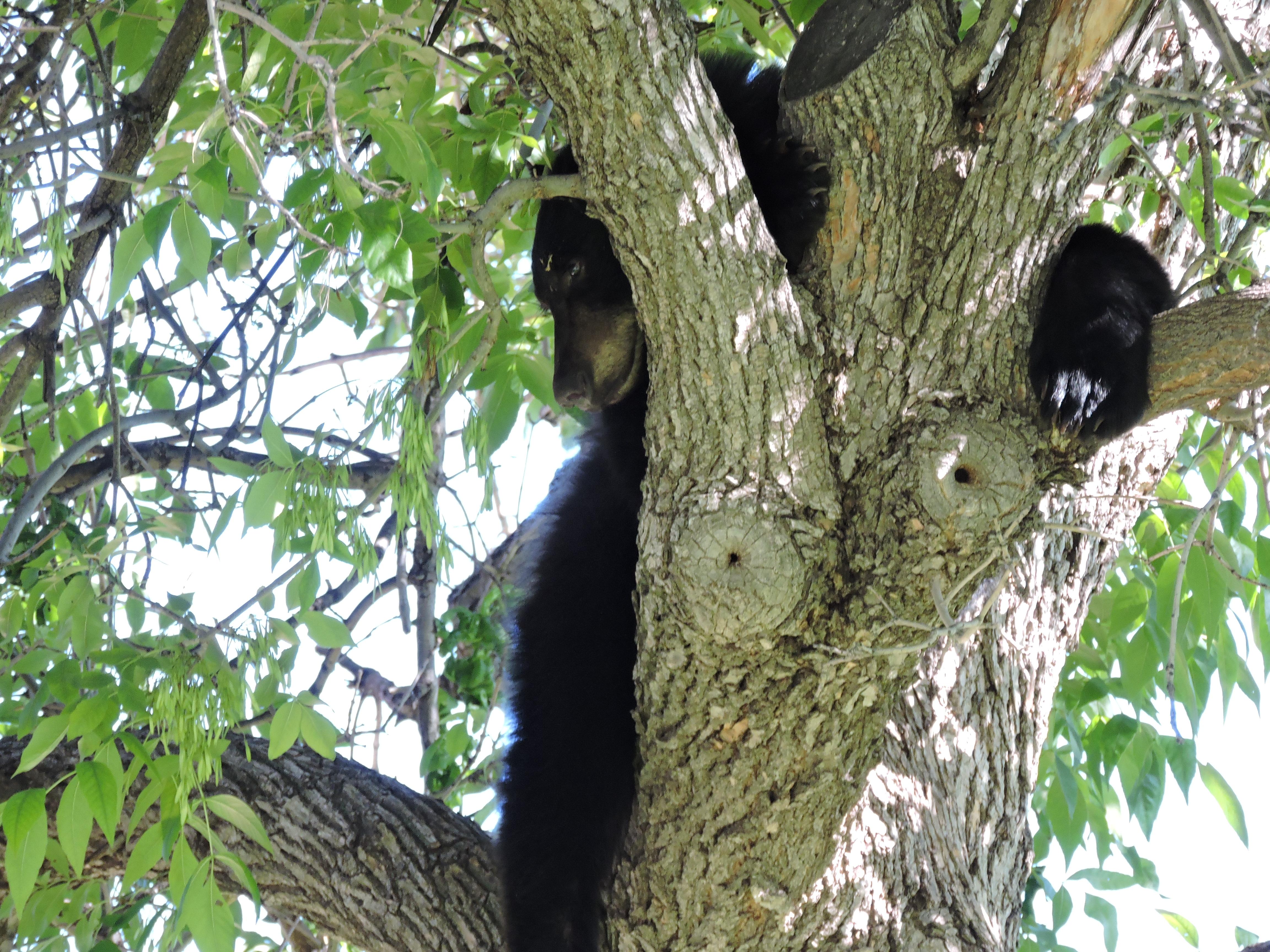 Bear at CU Boulder July 10th 2015