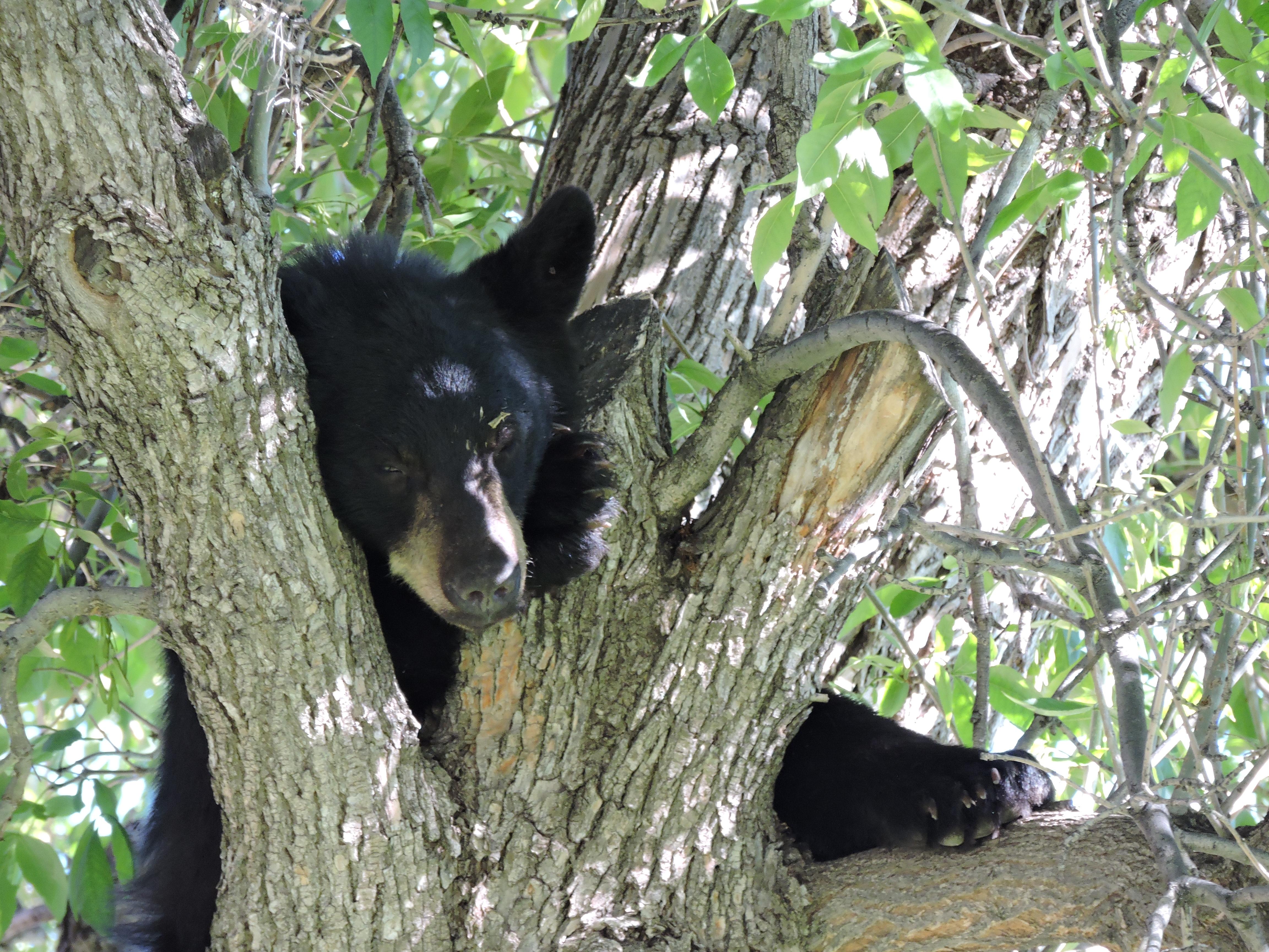 Bear at CU Boulder July 10th 2015