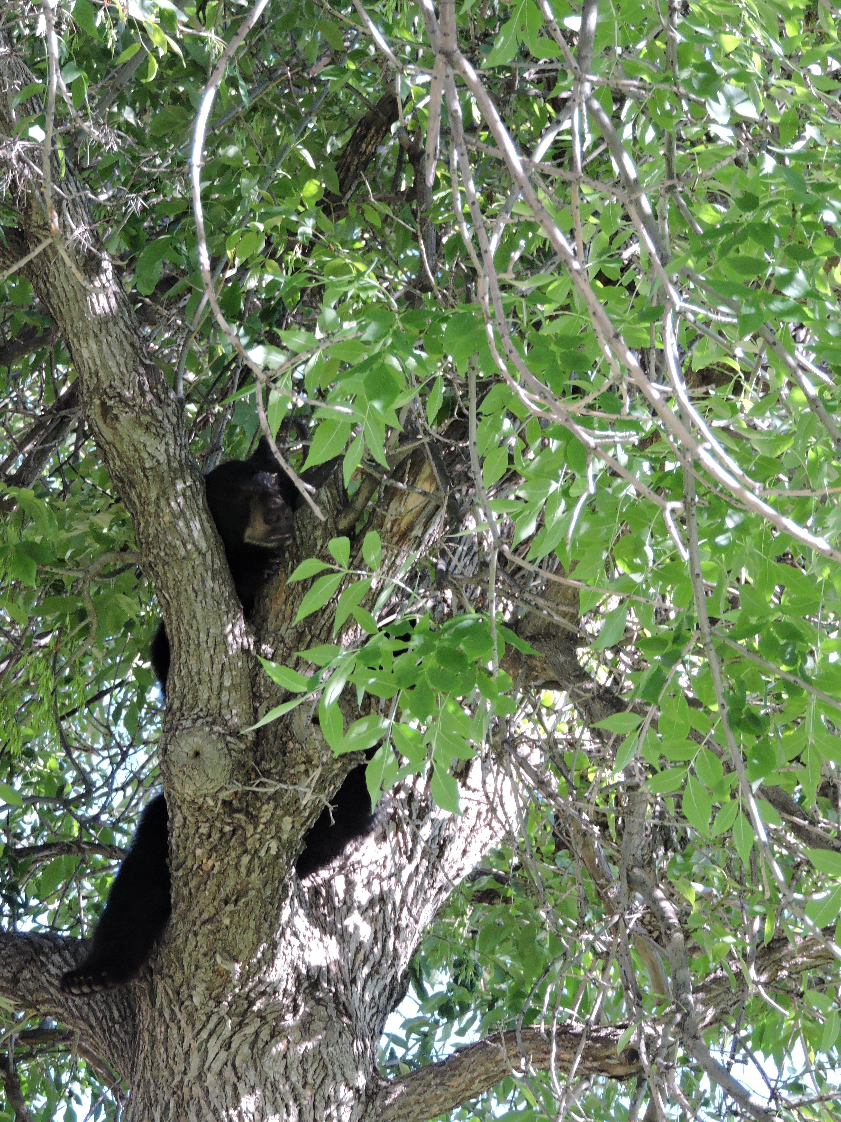 Bear at CU Boulder July 10th 2015