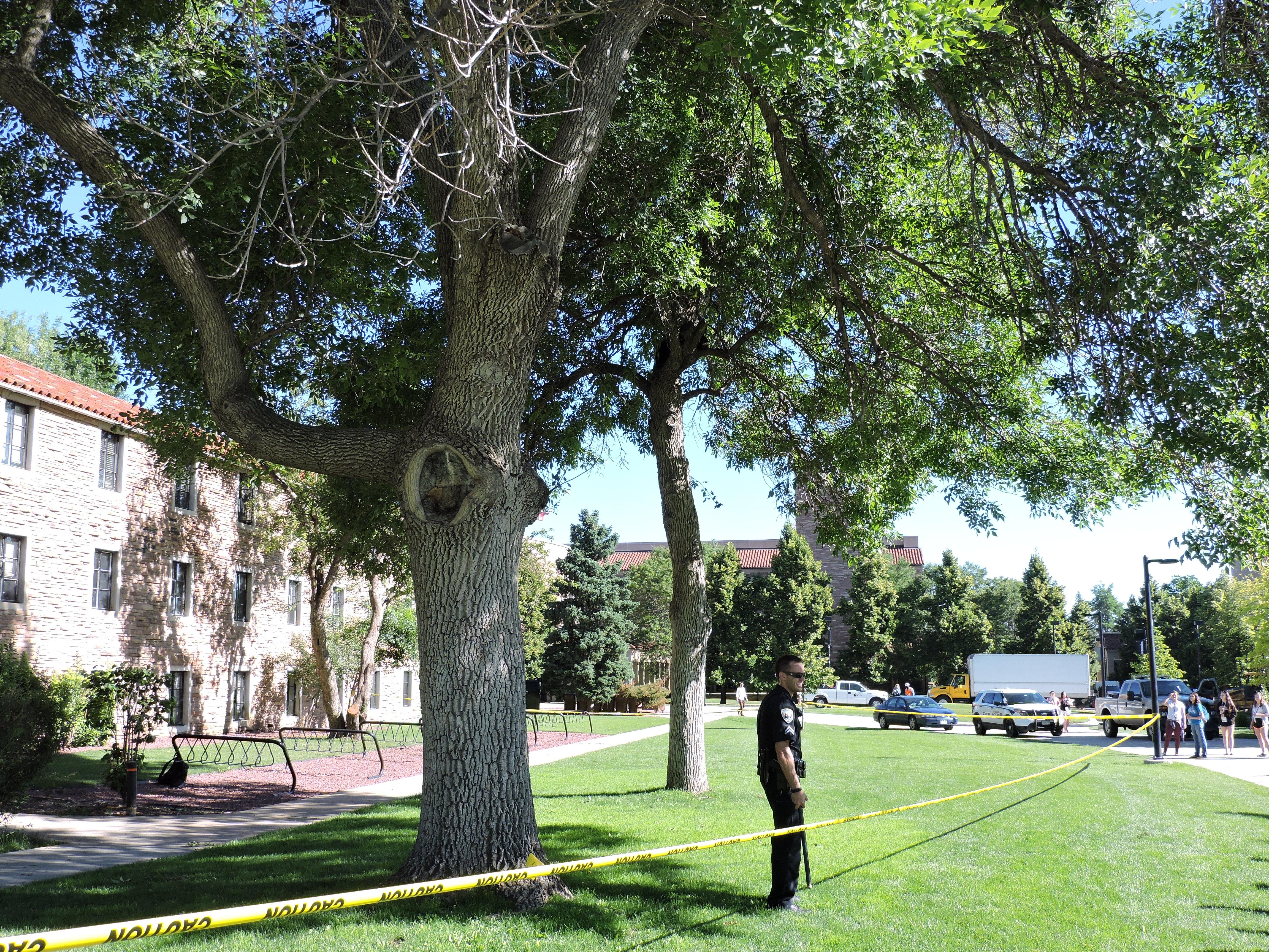 Bear at CU Boulder July 10th 2015