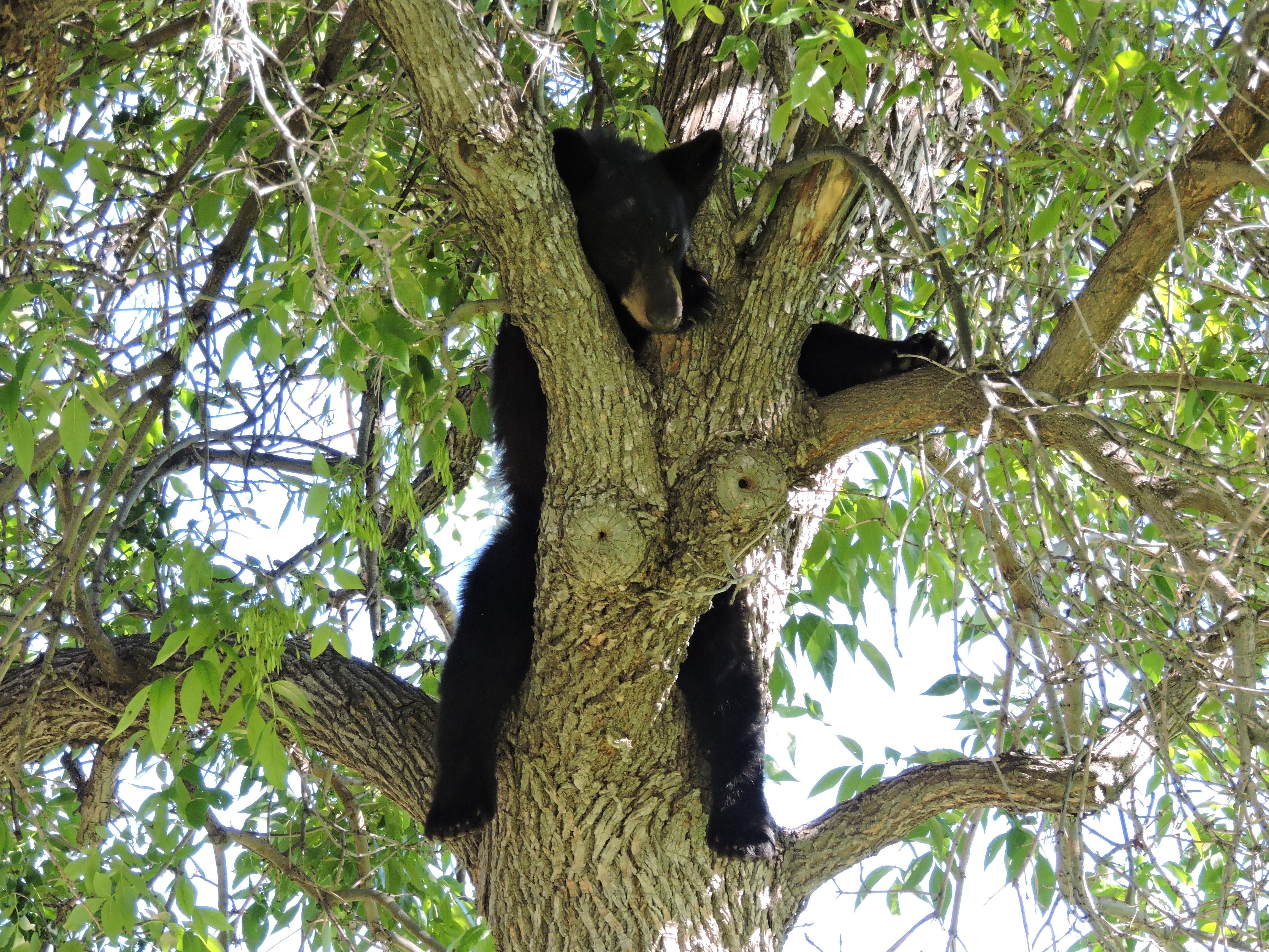 Bear at CU Boulder July 10th 2015