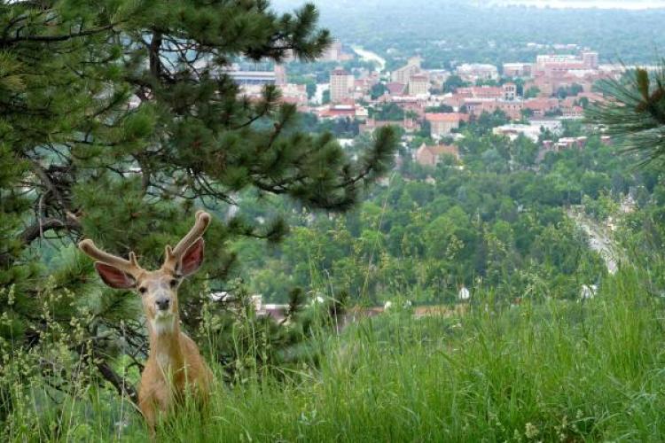 Deer above CU Boulder in background