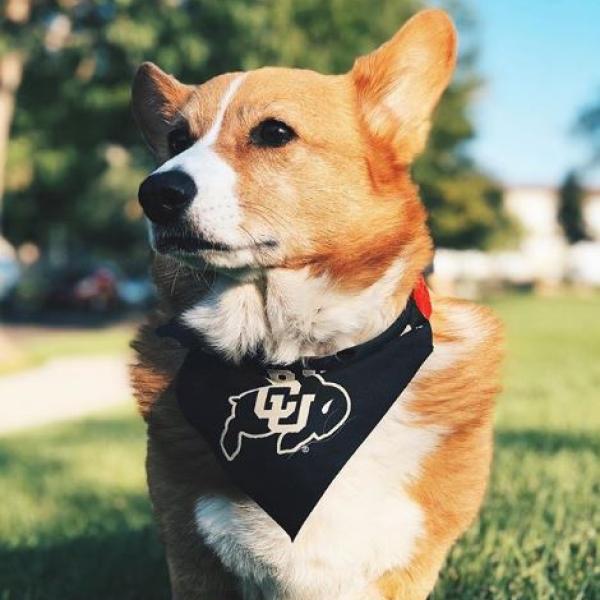 corgi