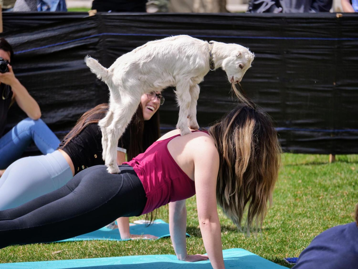 Person in yoga pose with baby goat on her back