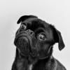 Dog looks at the camera.