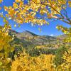 Aspen trees in fall with yellow leaves.