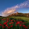red poppies with Flatirons in the background