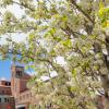 campus spring