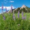 purple flowers with Flatirons in the background
