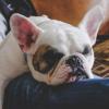 dog sleeping