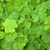 St. Patricks day shamrocks
