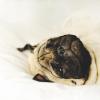 pug