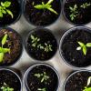 Potted plants