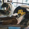 Chip in a nap pod.