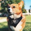 corgi