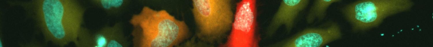 Cells showing zinc and other signaling molecules.