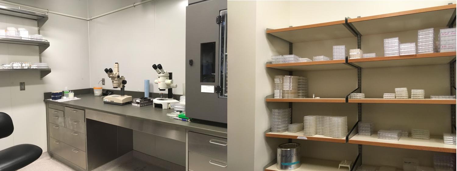 crystallisation rooms