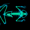 Reptile scan