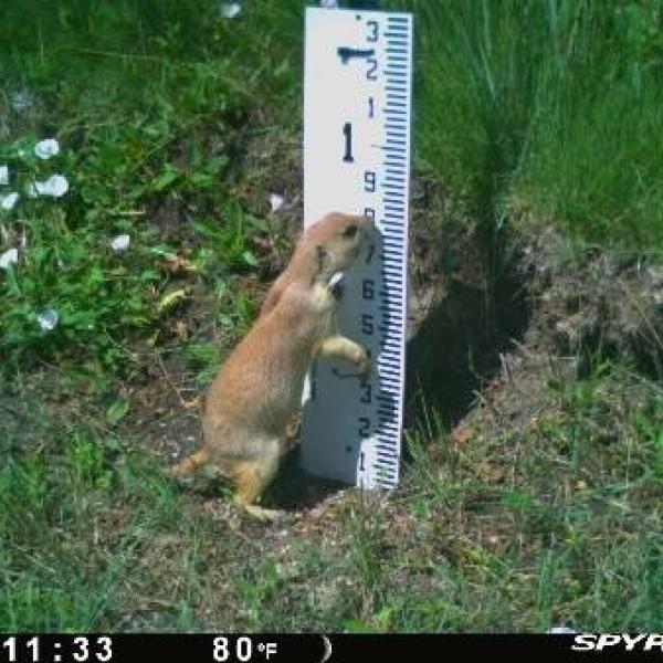Prairie Dog