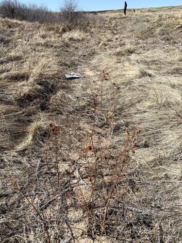 Dry West Stroh Gulch in a grassland watershed in Parker