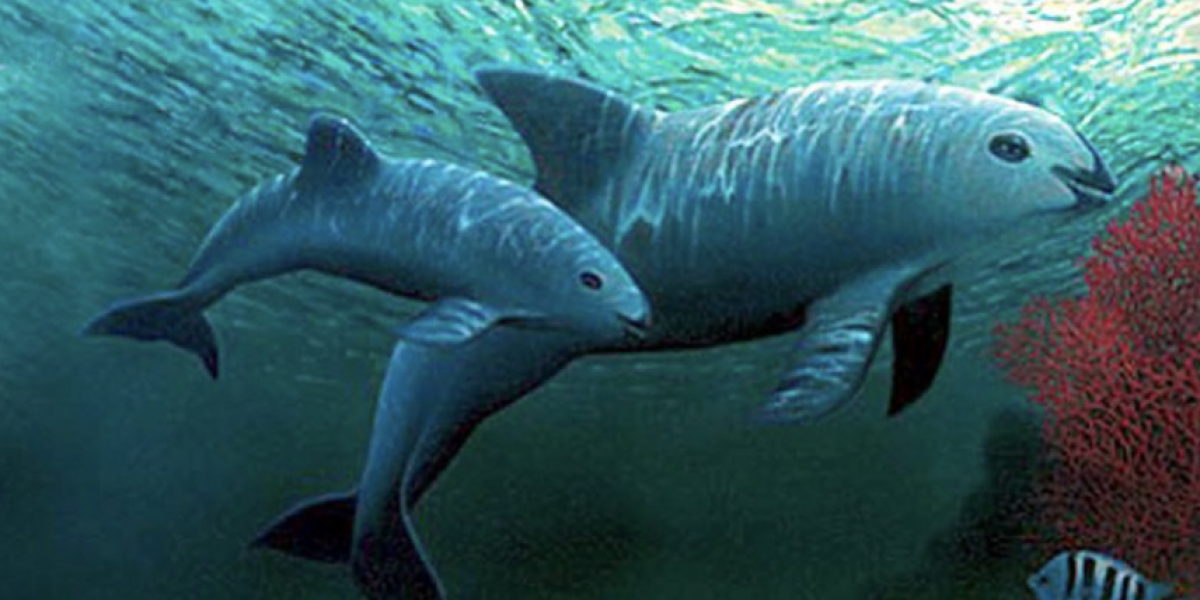 vaquita