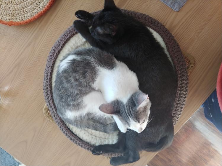 Hyojeong's Kittens