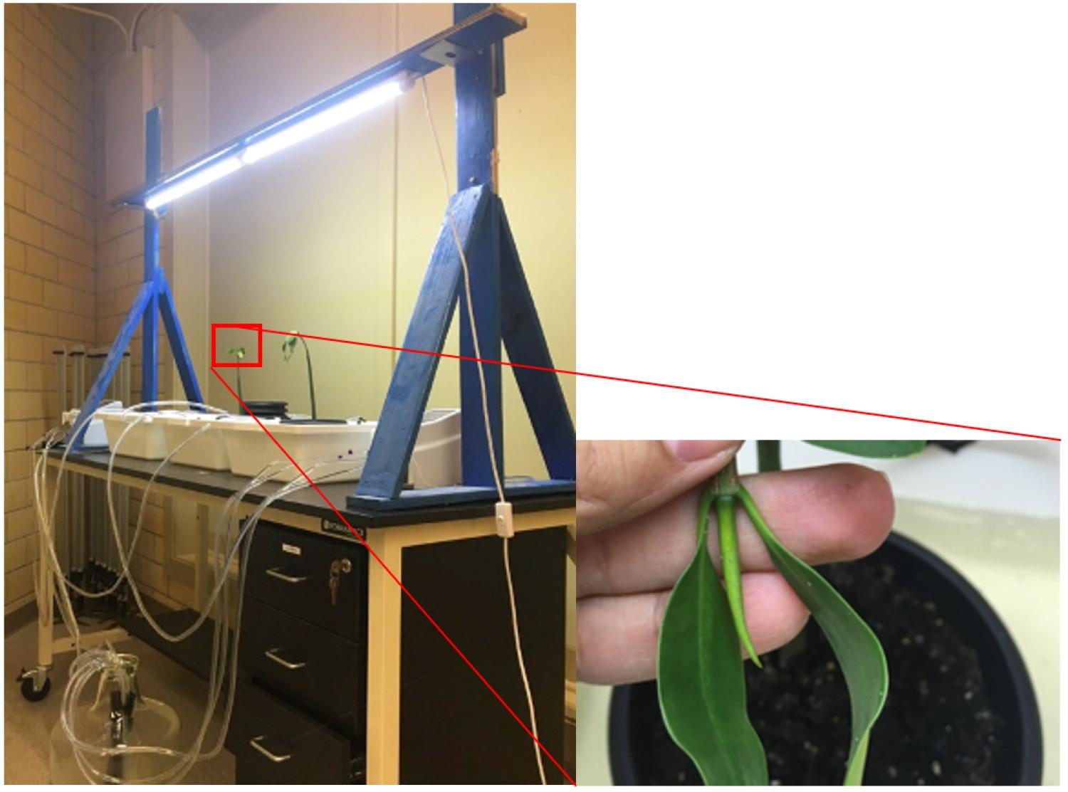 Plants growing under indoor light.