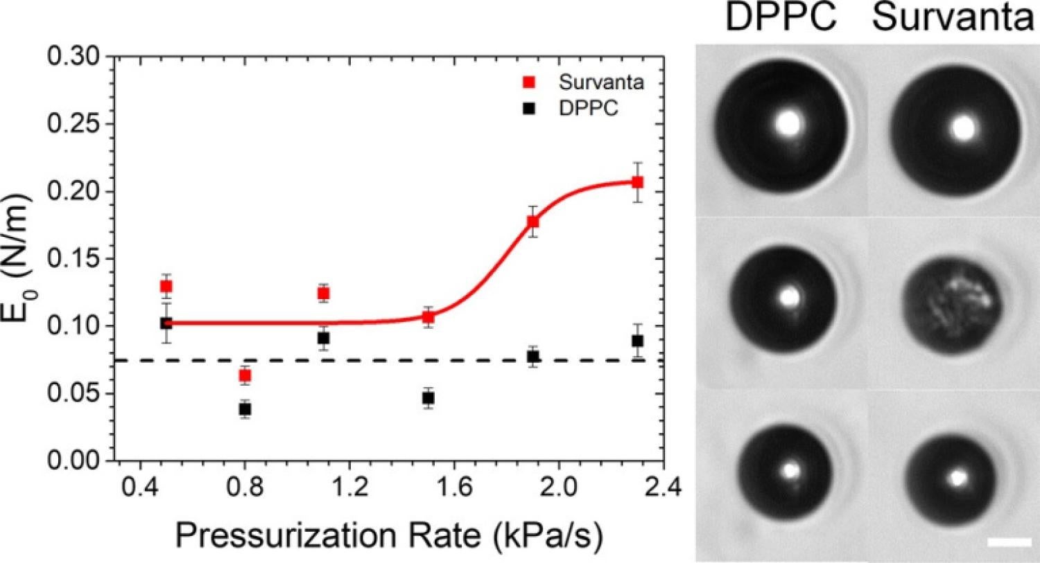 graph and image of the behavior of lung surfactant microbubbles.