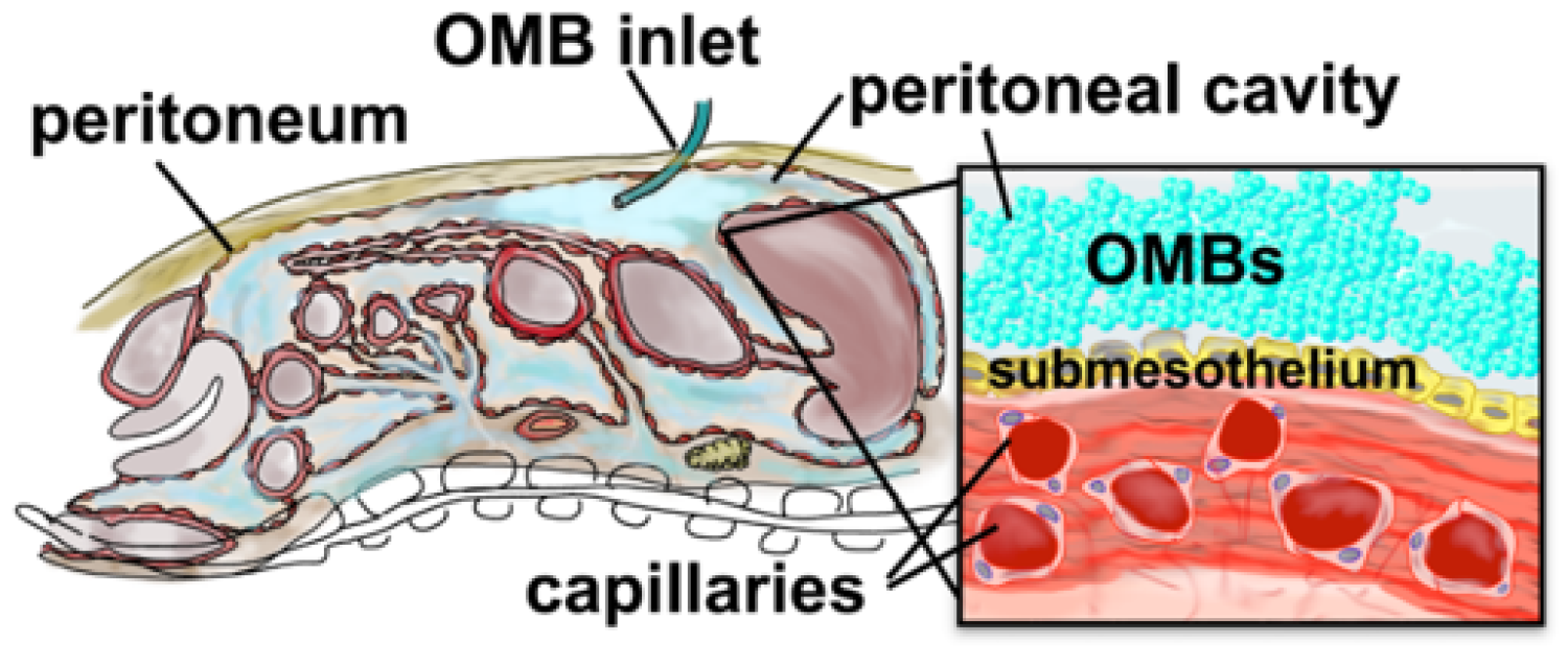 OMBs