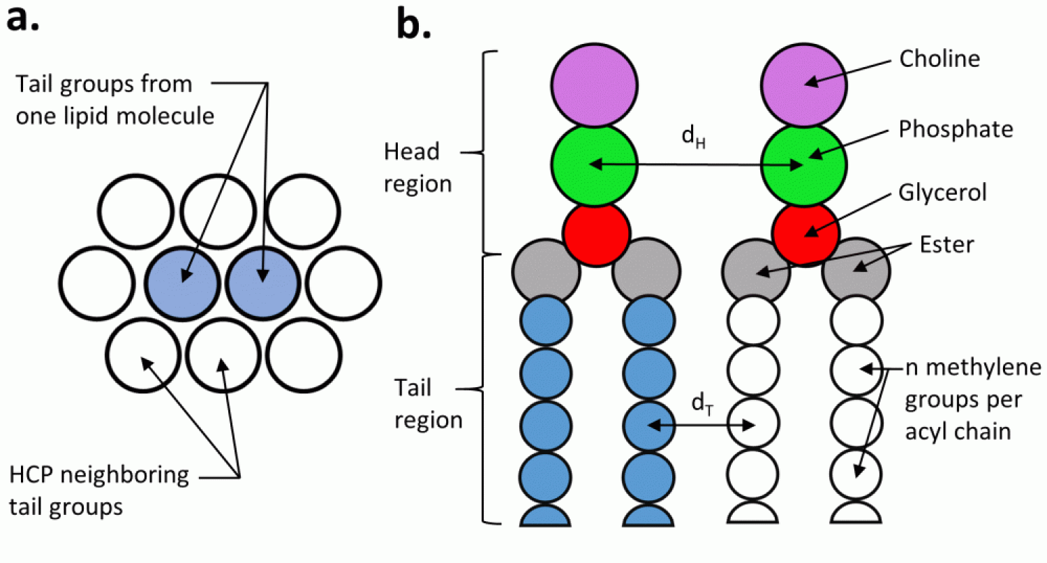 lipid molecules have a head region made from choline, phosphate, and glycerol. The tail region has an ester and n-methylene groups per acyl chain. Lipid molecules are surrounded by HCP neighboring tail groups.