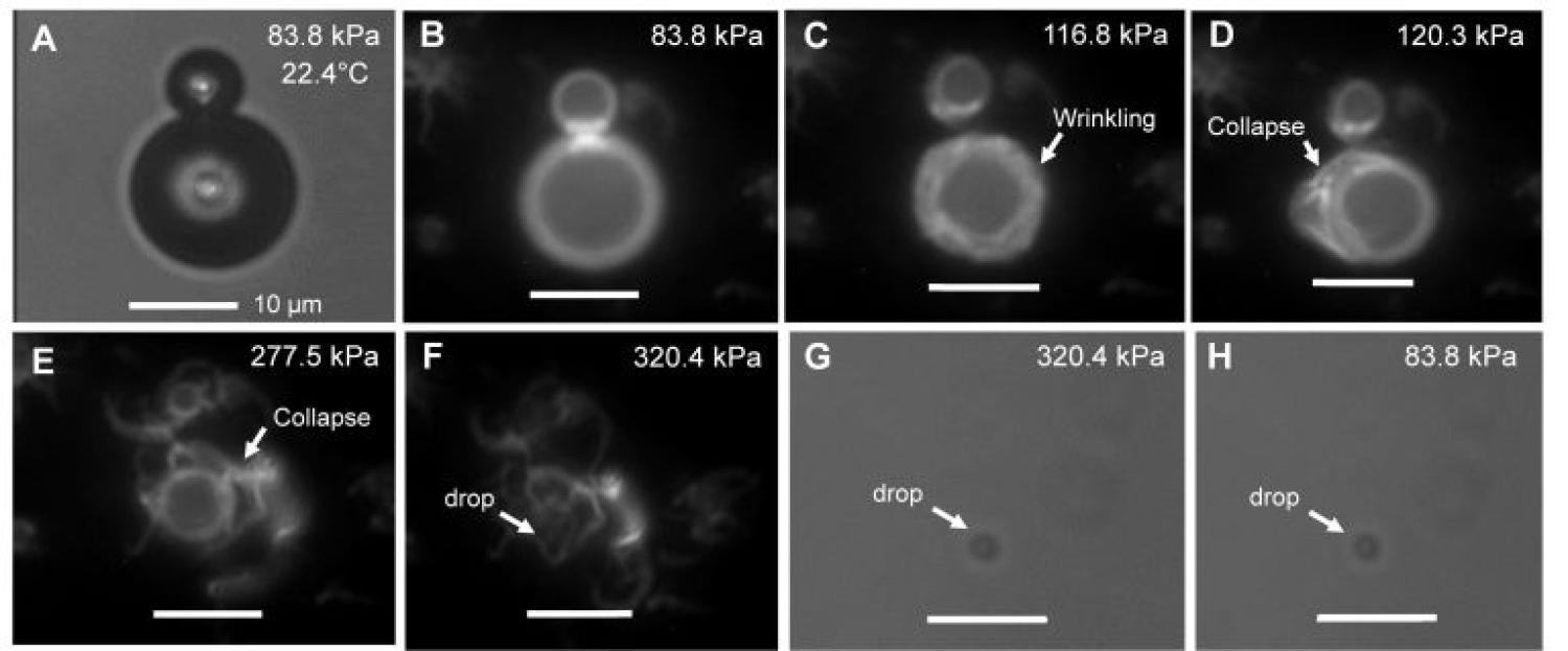 the process of a microbubble wrinkling, collapsing, and ultimately forming into a nanodrop