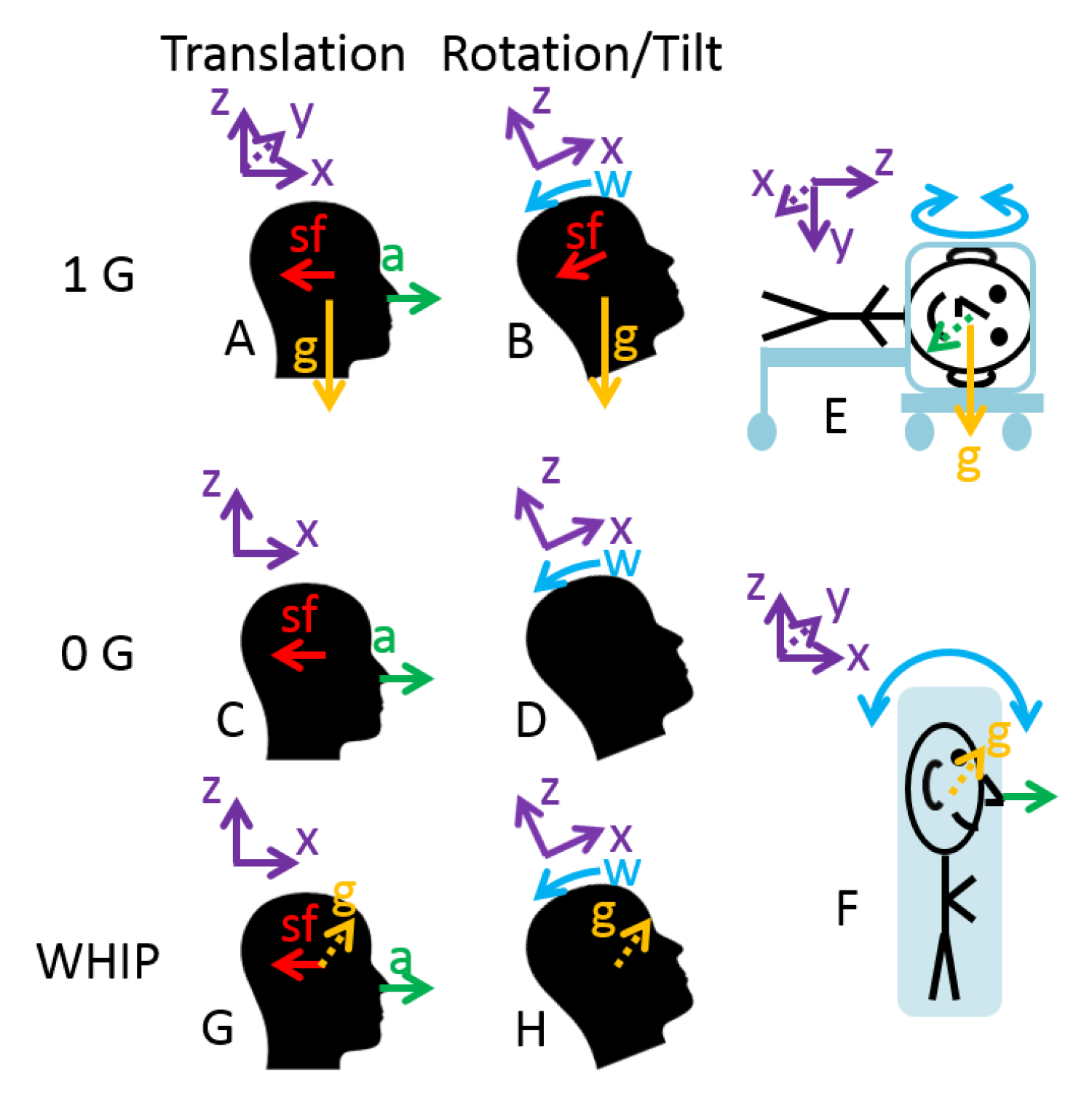 Stimulation patterns of the wheelchair head immobilization paradigm (WHIP)