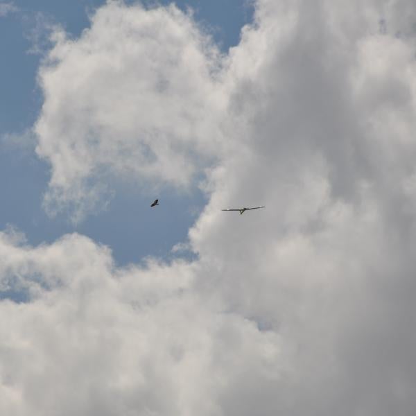Tempest with a soaring bird