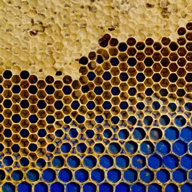 Bee honeycomb