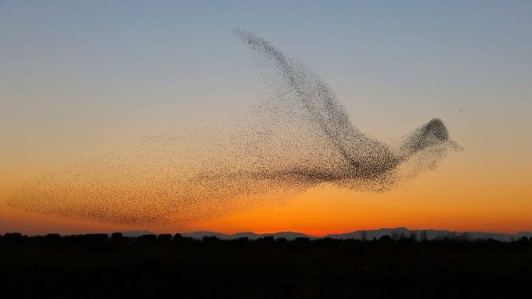 A flight of starlings