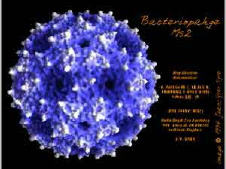 structure of bacteriophage MS2