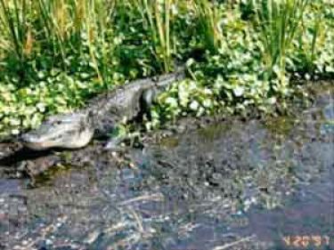 an alligator