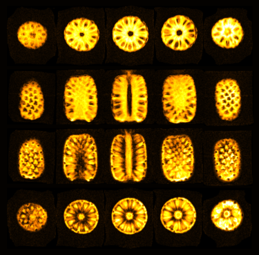 Cross-sections of a pineapple rendered from a three-dimensional magnetic resonance imaging (MRI) scan at 64 mT