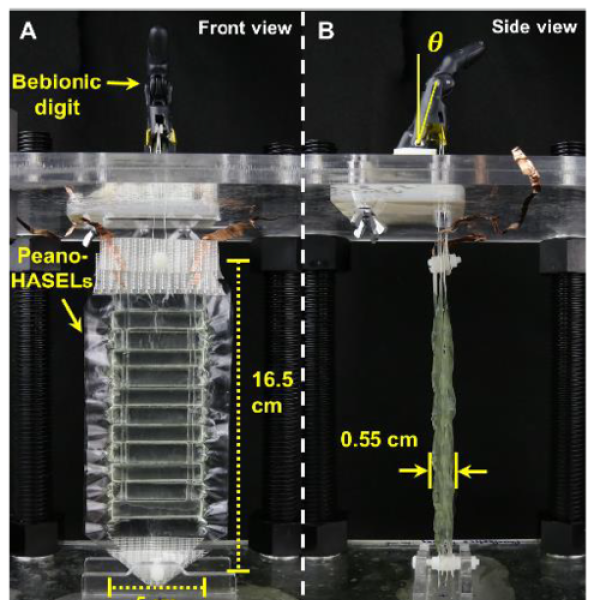 HASEL Actuators