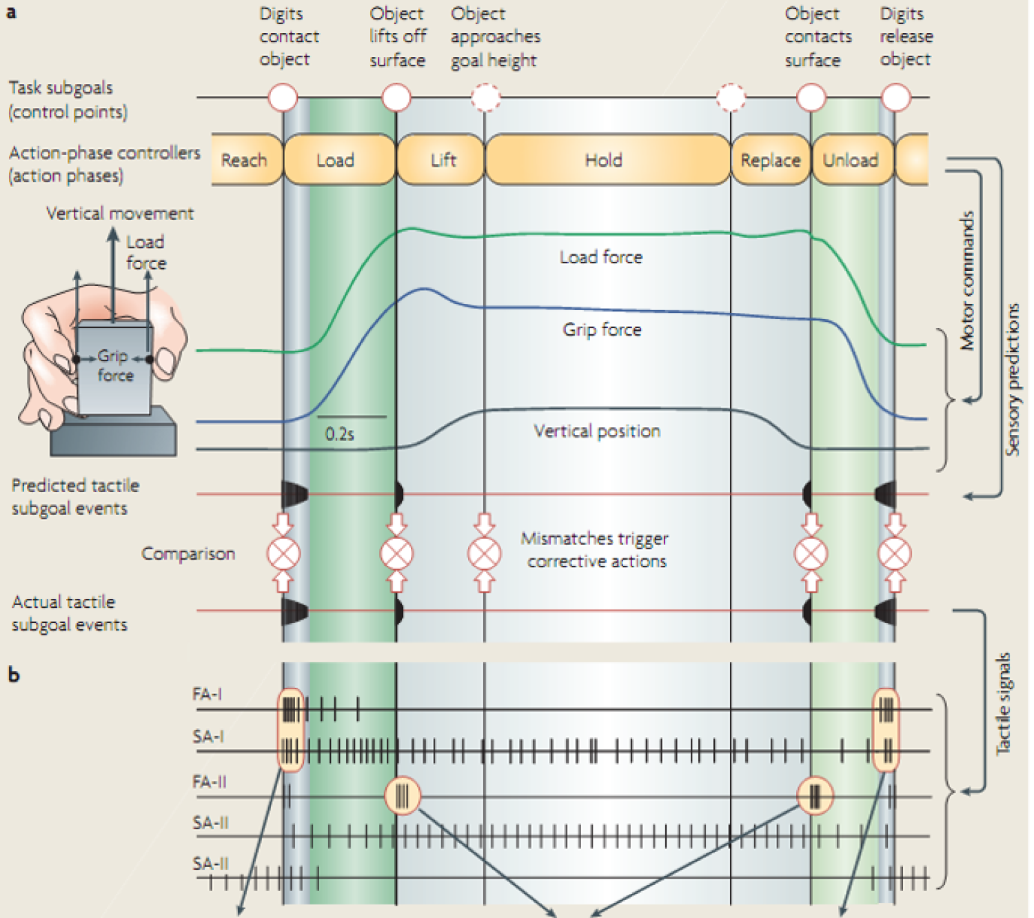 A complicated diagram showing the sensorimotor control.