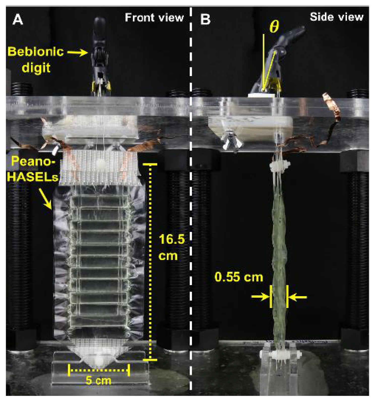 Front view and side view of HASEL actuator