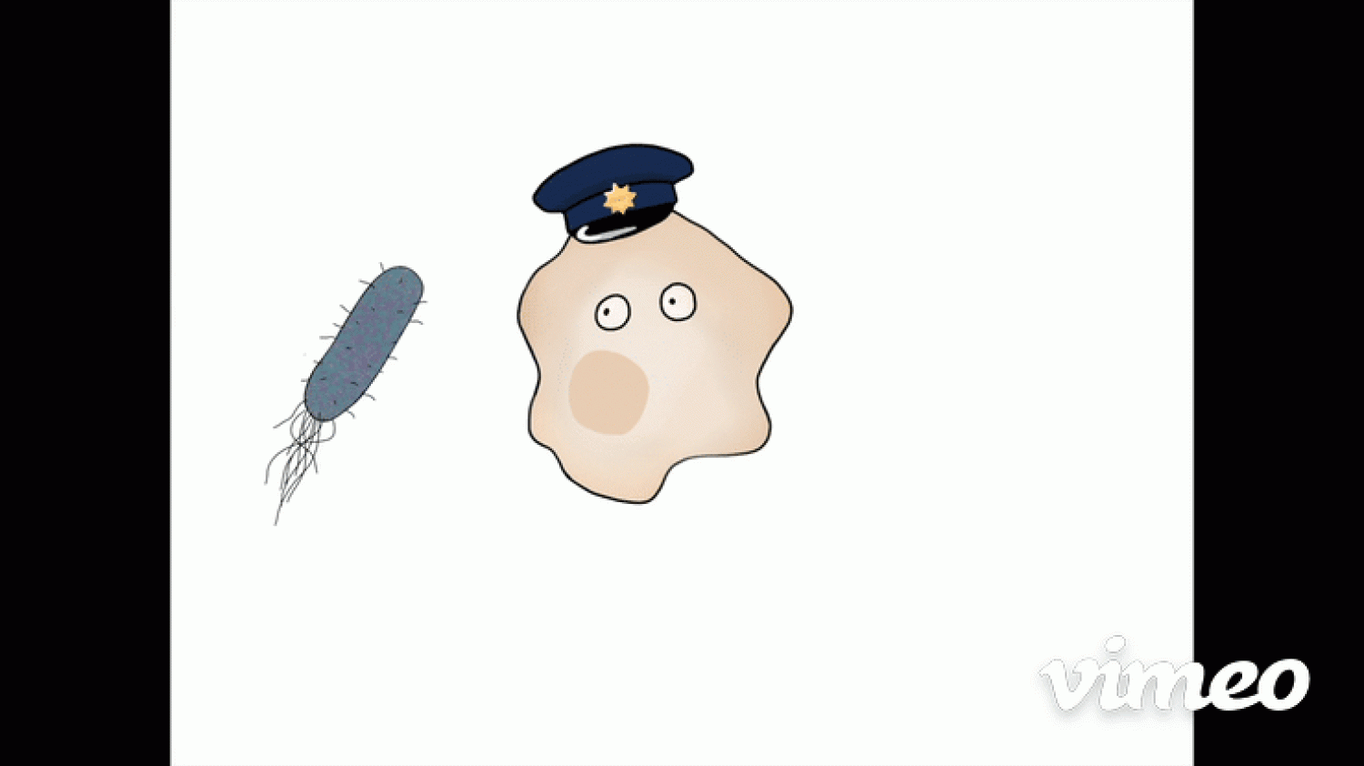 animation of macrophages