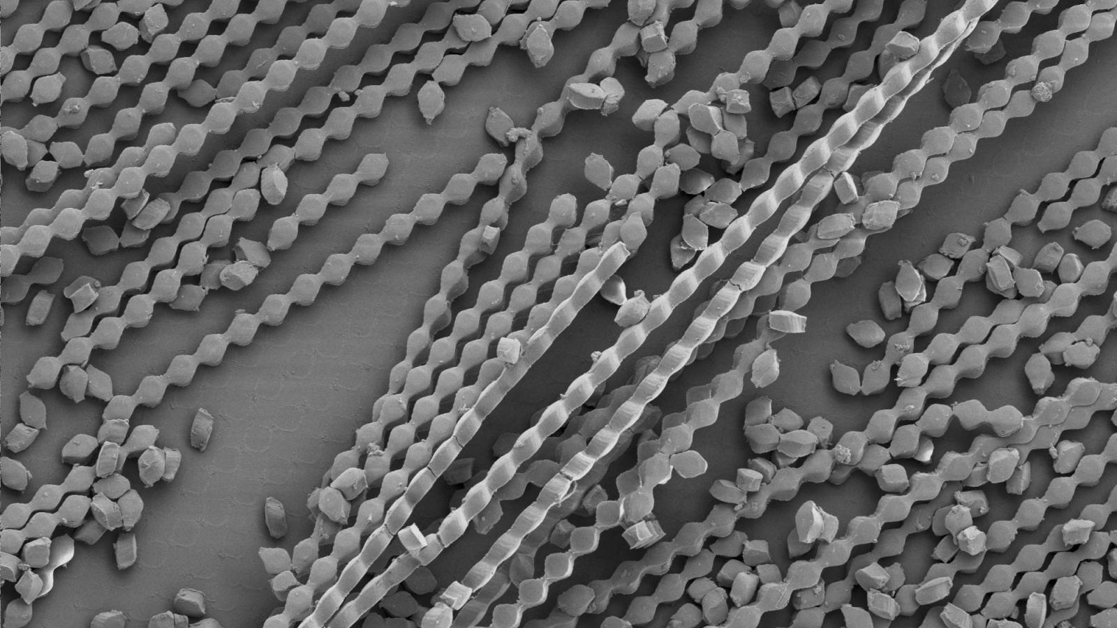 Nanoscale texture of small oval cells being connected together linearly