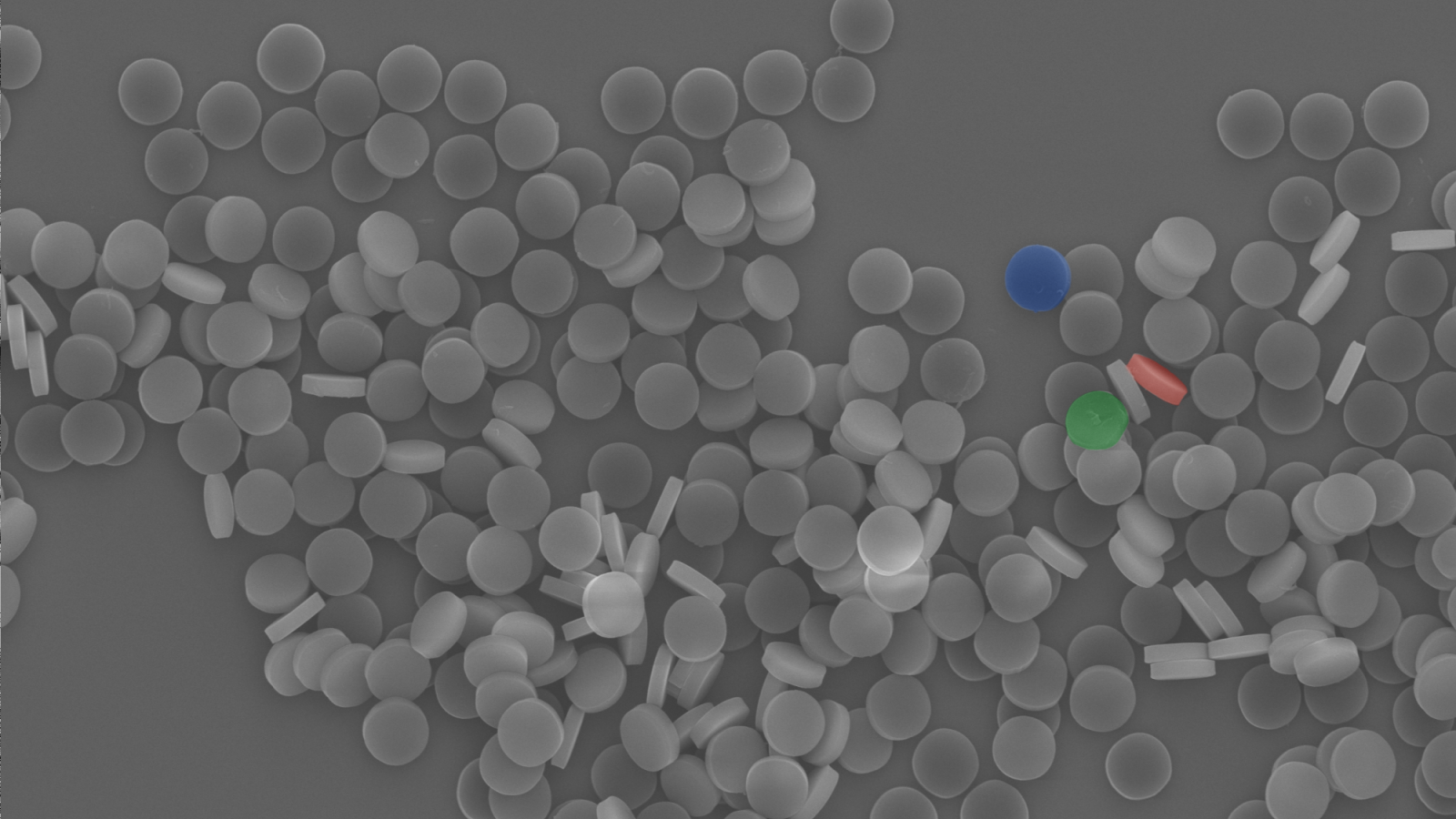 Nanoscale image of circular cells in a disordered fashion