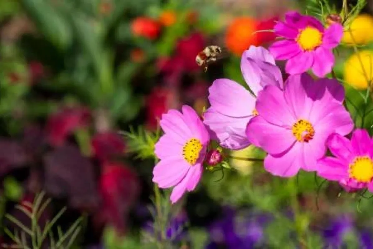 Pink flowers in the springtime