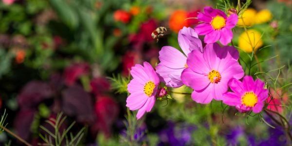 Pink flowers