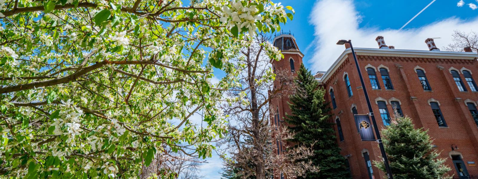 Spring blossoming tree against Old Main