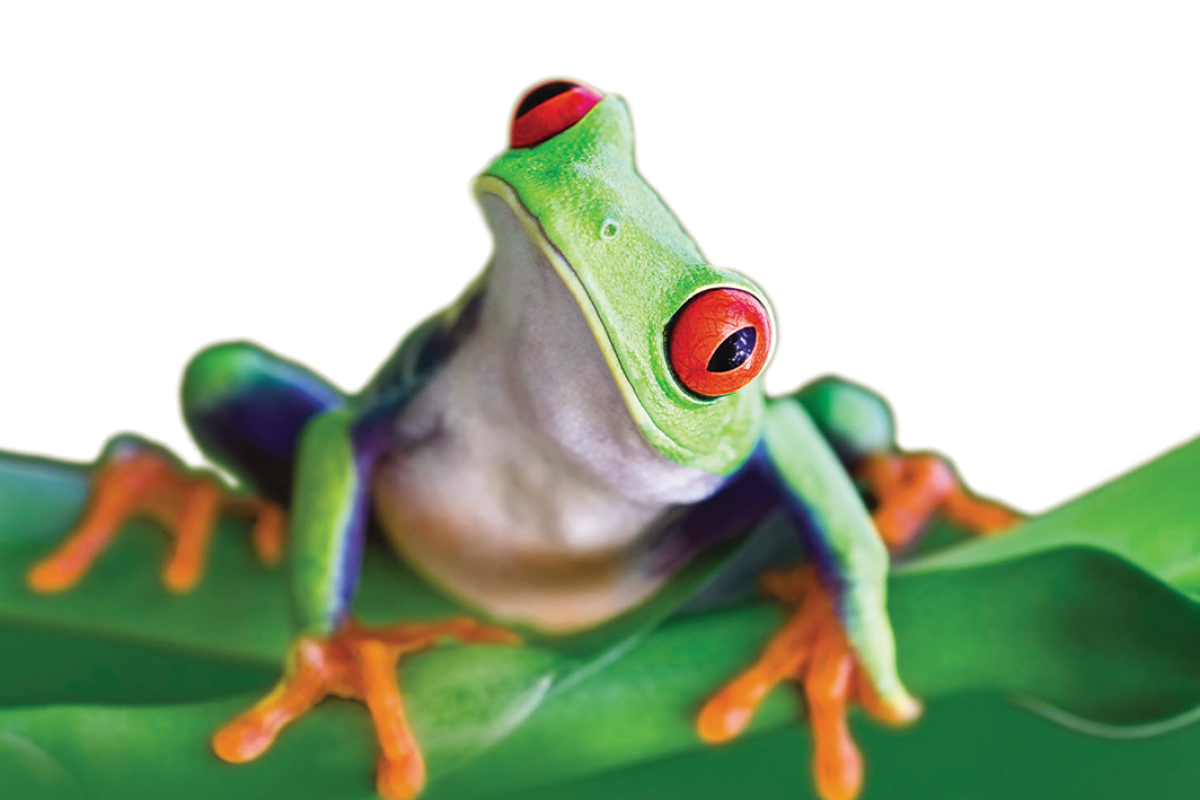 Colorful frog with orange feet and red eyes on a leaf