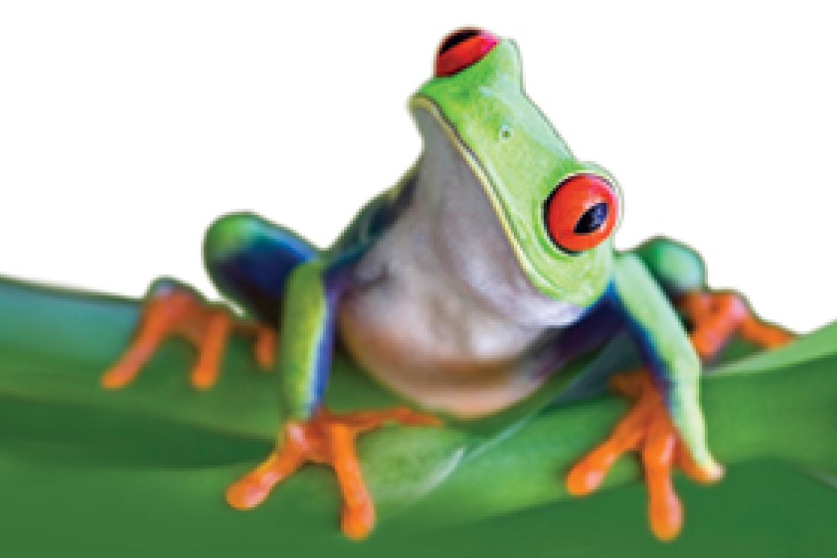 Colorful frog with orange feet and red eyes on a leaf